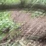 RealPeachez Video Siterip forestshoot wmv 0001