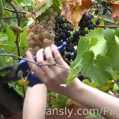 PilGrimGirl Grape Harvest Video 181124 mp4