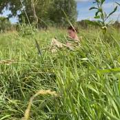 Beautiful Angel Naked In Nature Video 080725.mp4 snapshot 00.55 [2025.07.08 20.58.38]