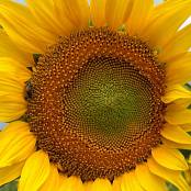Girls Hunters of Beauty Sunflowers HD Video 001 031025.mp4 snapshot 02.07 [2025.10.03 22.29.44]