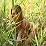 Karisha Model Set 055 Wild hot summer 062